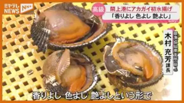 「香りよし 色よし 艶よし 」閖上漁港に今シーズン初のアカガイ水揚げ＜宮城＞