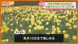「まるで“黄色いじゅうたん”…ゲレンデに50万株のスイセン（宮城・蔵王町）」の画像1