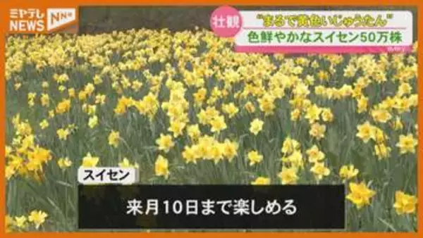 まるで“黄色いじゅうたん”…ゲレンデに50万株のスイセン（宮城・蔵王町）