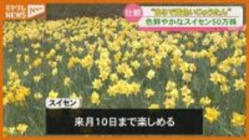 まるで“黄色いじゅうたん”…ゲレンデに50万株のスイセン（宮城・蔵王町）
