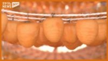 「ひと口ひと口自然の甘みを感じて…」特産の干し柿『ころ柿』作り始まる（宮城・丸森町）