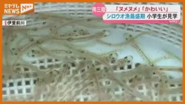 「ヌメヌメします」「かわいい！」南三陸の児童が地元の春の風物詩・シロウオ漁を体験