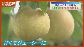 県内一の産地・蔵王町で「幸水」の収穫スタート＜宮城・蔵王＞