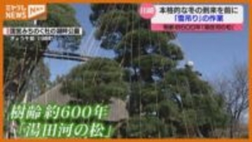 マツに『雪吊り』作業、雪の重みによる枝折れ防ぐ「趣を感じながら見ていただきたい」（宮城・川崎町）