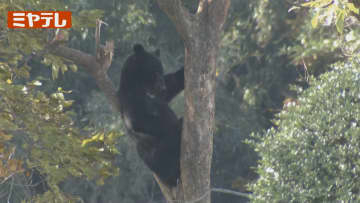 住宅近くのワナに親グマかかり 子グマが近くに留まる 警察が警戒中＜仙台市＞