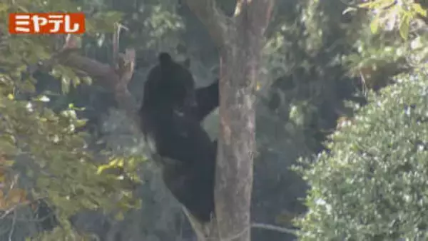 住宅近くのワナに親グマかかり 子グマが近くに留まる 警察が警戒中＜仙台市＞