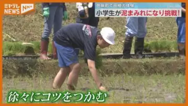 「ほくほくなお米に育ってほしい」小学生が泥んこになって田植え体験！　宮城・色麻町