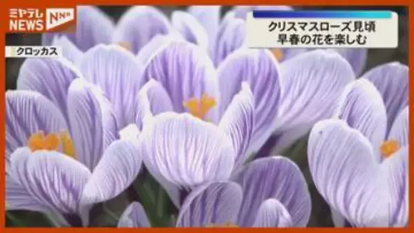 「早春の花が見頃…上品な美しさのクリスマスローズやクロッカス（宮城・川崎町の国営みちのく杜の湖畔公園）」の画像
