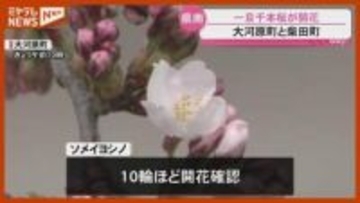 「一目千本桜」が開花 桜まつりもスタート！気になる見頃は…？ 宮城 大河原町・柴田町
