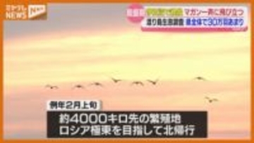 『渡り鳥』の飛来地で一斉に生息調査、伊豆沼では夜明けに飛び立つ美しいマガン（宮城）