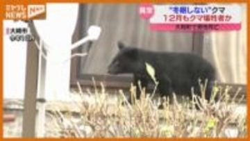 【2025年振り返り】相次いだ『クマ』の出没被害…今後の課題は？（宮城）