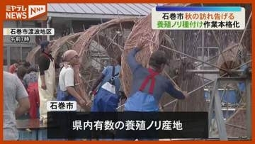 “秋の訪れ” 養殖ノリ種付け作業が本格化＜宮城・石巻＞