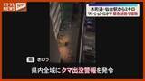 「「ありえないんだけど…」仙台市中心部のマンションにクマいすわる、『緊急銃猟』発令し駆除」の画像1