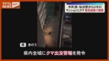 「ありえないんだけど…」仙台市中心部のマンションにクマいすわる、『緊急銃猟』発令し駆除