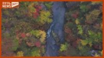 「今が色づき始めて一番いいころかな」紅葉が見頃 『鳴子峡』（宮城・大崎市）