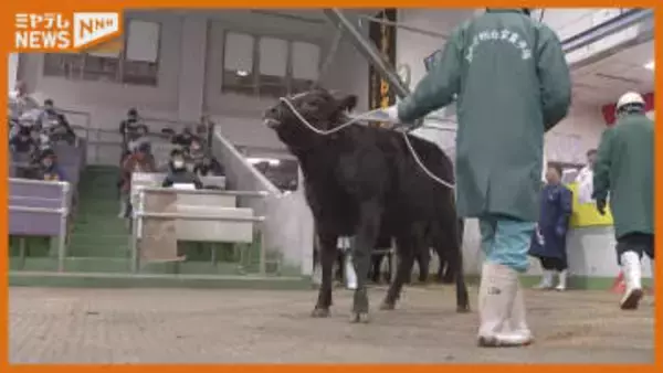 「今年も良い価格でスタ ート」宮城で飼育された子牛の『初競り』（宮城・美里町）