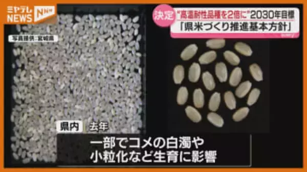 【コメ作り】基本方針を決定、猛暑対策として“高温耐性品種”作付面積を2倍に（宮城県）