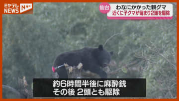 イノシシ用のわなにかかった親グマ　近くには子グマ　2頭とも駆除〈仙台市〉