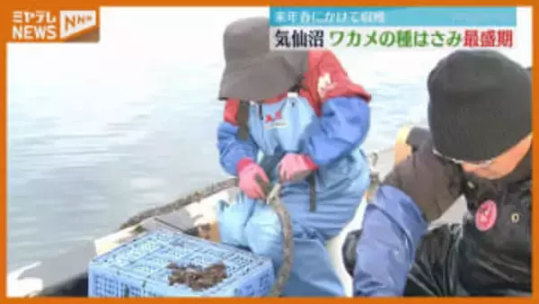 2026年春に向け…ワカメの種挟み作業が最盛期 「今年は海が安定している」 宮城・気仙沼市