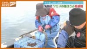 2026年春に向け…ワカメの種挟み作業が最盛期 「今年は海が安定している」 宮城・気仙沼市