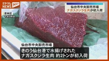 「牛肉を食べているような感じ」仙台港に水揚げ『ナガスクジラ』の生肉 初入荷・仙台市中央卸売市場