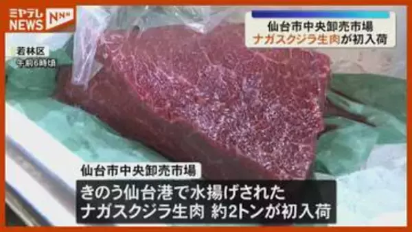 「牛肉を食べているような感じ」仙台港に水揚げ『ナガスクジラ』の生肉 初入荷・仙台市中央卸売市場