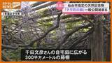 「【見頃】仙台市の天然記念物『子平町の藤』、5日から一般公開」の画像1
