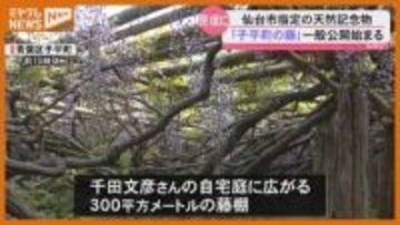 【見頃】仙台市の天然記念物『子平町の藤』、5日から一般公開