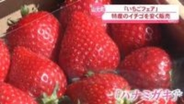 いちごフェア「もういっこ」など１５品種を割安で（宮城・山元町）