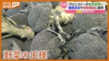 旬の『ブロッコリー』に注目！つぼみだけでなく茎も栄養豊富…レシピ紹介も（宮城）