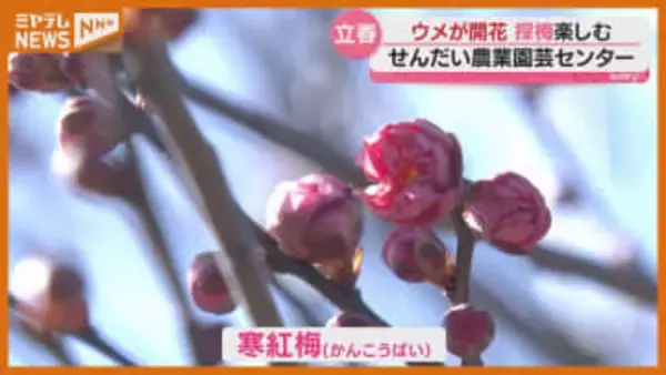 【立春】仙台で梅が咲き始める「春の息吹を感じたくて来た」（せんだい農業園芸センター）