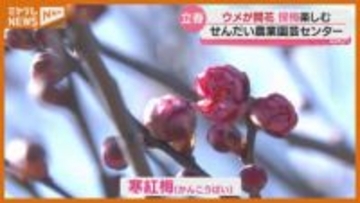 【立春】仙台で梅が咲き始める「春の息吹を感じたくて来た」（せんだい農業園芸センター）