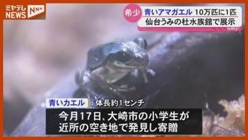 10万匹に1匹？青いアマガエル 仙台うみの杜水族館で展示＜宮城・仙台市＞
