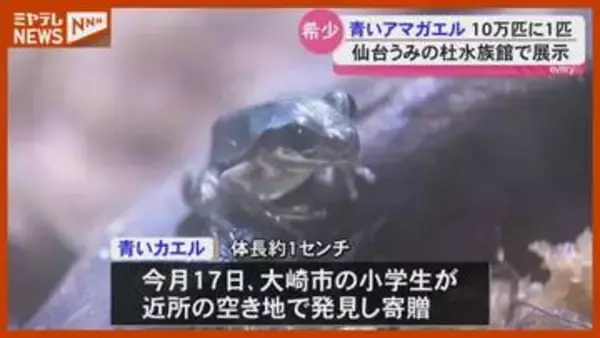 10万匹に1匹？青いアマガエル 仙台うみの杜水族館で展示＜宮城・仙台市＞