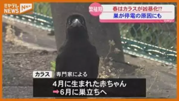 頭上に注意！ 人を威嚇し攻撃…カラスは今が繁殖期　巣作りも活発で停電のおそれも