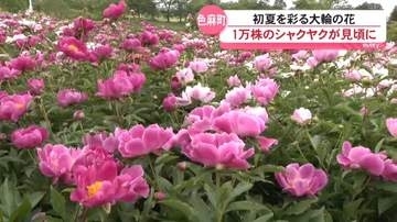 色鮮やかに咲き揃った1万株のシャクヤク（宮城・色麻町）