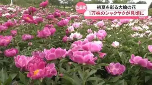 色鮮やかに咲き揃った1万株のシャクヤク（宮城・色麻町）