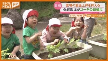 「おおきくなーれ」夏の日差し和らげる『緑のカーテン』に…園児がゴーヤの苗植える（’宮城・白石市）