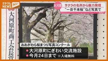 『サクラ』がテーマ…写真コンクール作品展、サクラの名所『一目千本桜』がある大河原町・宮城