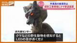 「クマ相次ぎ目撃…川でヤブ刈り 　撃退装置「モンスターウルフ」も＜宮城＞」の画像1