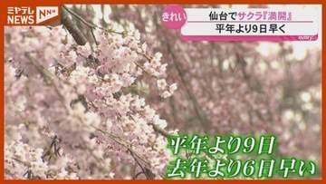 【満開】仙台のサクラ…平年より9日早く（4月4日）