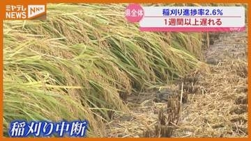 長雨の影響 稲刈り遅れで品質低下を懸念＜宮城＞
