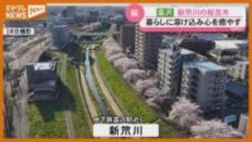 「毎日 帰りに寄っています」地下鉄駅のそば…『新笊川』沿いのサクラ並木（仙台市太白区）