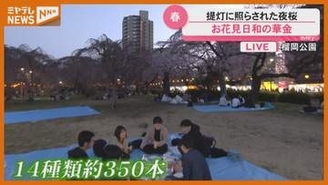 【中継】仙台市の榴岡公園『桜まつり』…ぐずついた天気から一転、3日は「お花見日和」