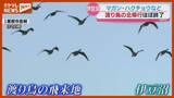 「今シーズン最後『渡り鳥の生息調査』、伊豆沼では“北帰行”がほぼ終了＜宮城＞」の画像1