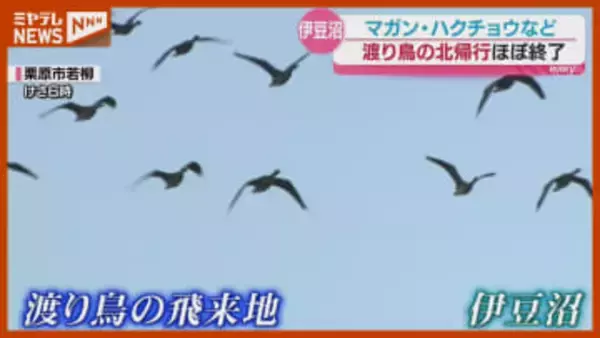 今シーズン最後『渡り鳥の生息調査』、伊豆沼では“北帰行”がほぼ終了＜宮城＞