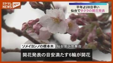 【春の便り】『仙台』でサクラ開花…平年より8日早く 2025年より4日早い