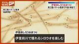 「南三陸「伊里前しろうおまつり」踊り食いに挑戦」の画像1
