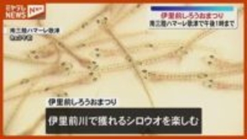南三陸「伊里前しろうおまつり」踊り食いに挑戦