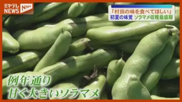【最盛期】ソラマメの収穫…宮城有数の産地・村田町「ご飯・マリネ・漬物…最高です」（宮城）